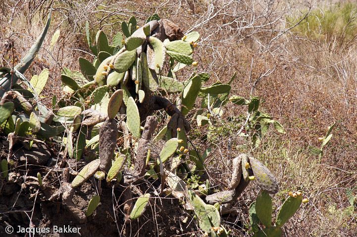 ../slides/091e_DSC07230_tenerife_cactusvijgen.JPG